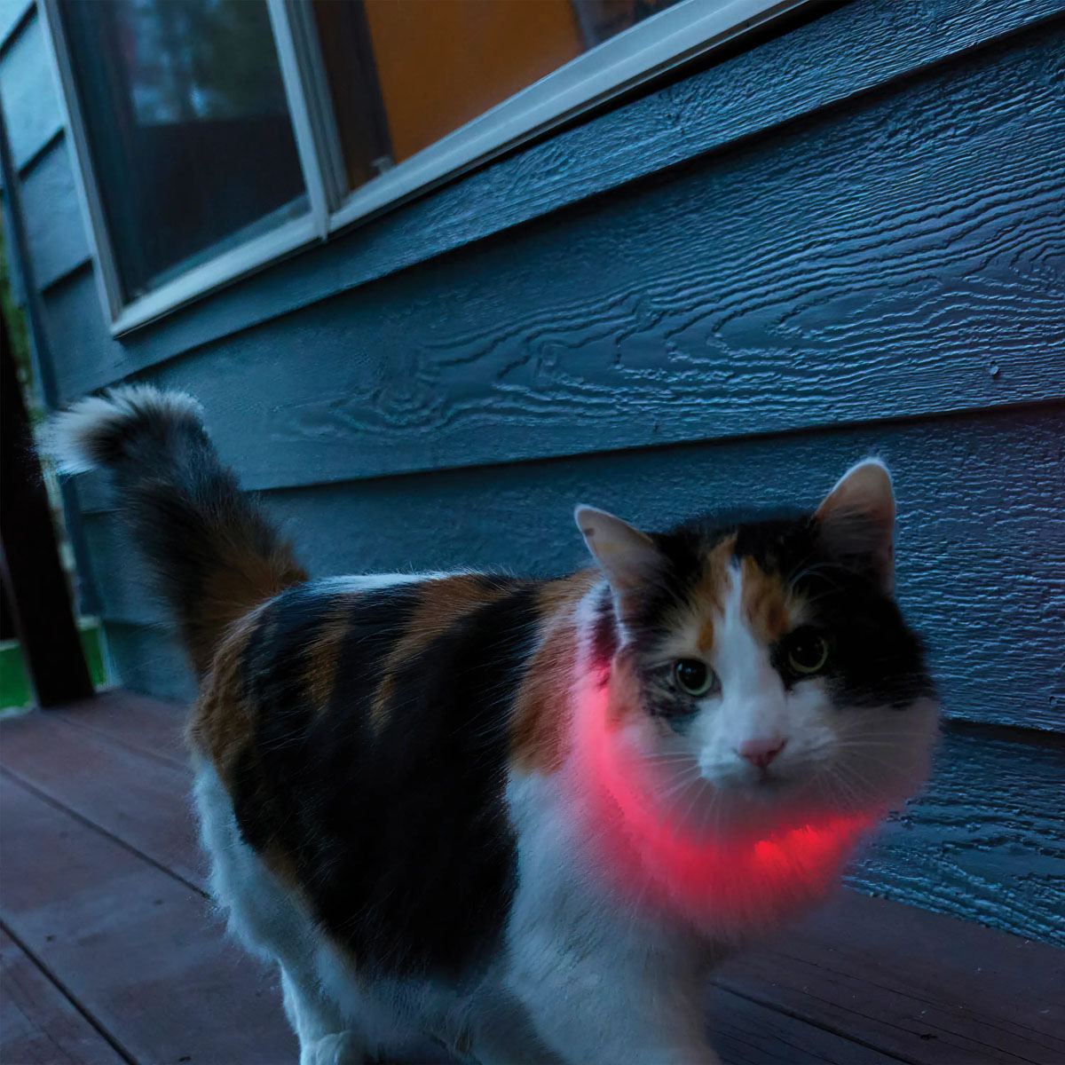 Nite Ize NiteMeow Rechargeable LED Safety NecklaceDisc-O Select